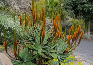 Aloe spicata (Lebombo aloe, bottle-brush aloe)
