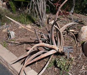 Aloe suzannae (Suzanne’s aloe, tree aloe)
