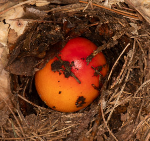 Amanita caesarea (American Caesar’s mushroom)