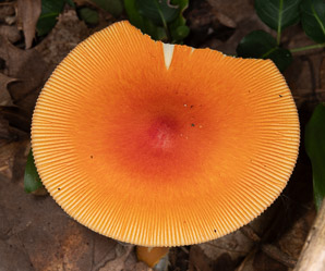 Amanita caesarea (American Caesar’s mushroom)