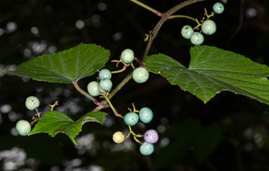 Ampelopsis brevipedunculata (porcelain berry, Amur peppervine, porcelain-berry)