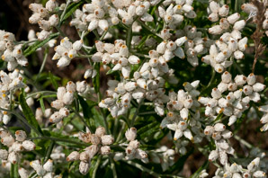 Anaphalis margaritacea (pearly everlasting, western pearly everlasting)