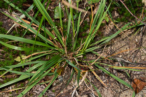 Anthoxanthum odoratum (sweet vernal grass, sweet vernalgrass)