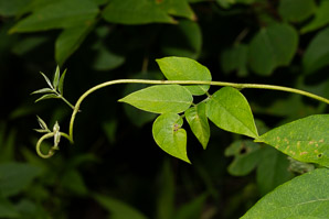 Apios americana (potato bean, groundnut, hopniss, Indian potato, bog potato, Virginia potato, wild potato, wild sweet potato)