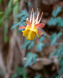 Aquilegia canadensis (red columbine, American columbine, Eastern columbine, Canada columbine, meetinghouses, rock bells, honeysuckle, rock lily, cluckies, jack-in-trousers, wild honeysuckle, granny’s bonnets, dancing fairies, wild columbine)
