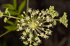 Aralia hispida (bristly sarsaparilla)