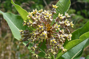 Asclepias syriaca (common milkweed, milkweed)