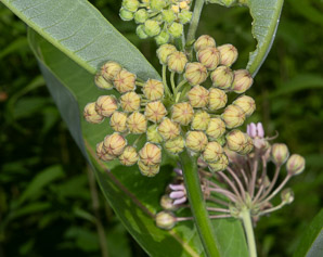 Asclepias syriaca (common milkweed, milkweed)