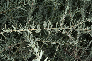 Atriplex canescens (fourwing saltbush, four-winged saltbush, chamiso, chamiza, four-wing saltbush)