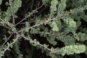 Atriplex canescens (fourwing saltbush, four-winged saltbush, chamiso, chamiza, four-wing saltbush)