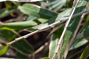 Bambusoideae (bamboo)