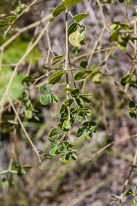 Baptisia tinctoria (wild indigo, yellow false indigo, horseflyweed, rattleweed)