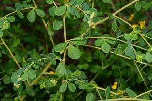 Baptisia tinctoria (wild indigo, yellow false indigo, horseflyweed, rattleweed)