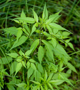 Bidens frondosa (devil’s beggartick, devil’s-pitchfork, devil’s bootjack, sticktights, bur marigold, pitchfork weed, tickseed sunflower, leafy beggarticks, common beggar-ticks)