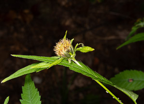 Bidens frondosa (devil’s beggartick, devil’s-pitchfork, devil’s bootjack, sticktights, bur marigold, pitchfork weed, tickseed sunflower, leafy beggarticks, common beggar-ticks)