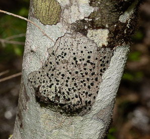 Buellia erubescens (common button lichen, disc lichen)