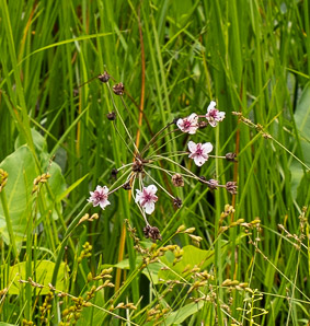 Butomus umbellatus (flowering rush, grass rush)
