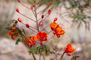 Caesalpinia pulcherrima (red bird of paradise, pride-of-Barbados)