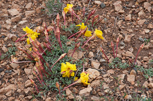 Calylophus lavandulifolius (lavenderleaf sundrops)