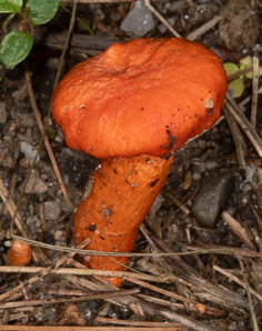 Cantharellus cinnabarinus (cinnabar chanterelle, apricot chanterelle)