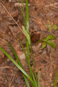 Carex blanda (common woodland sedge, eastern woodland sedge)