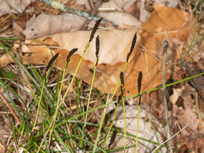 Carex nigra (black sedge, smooth black sedge)