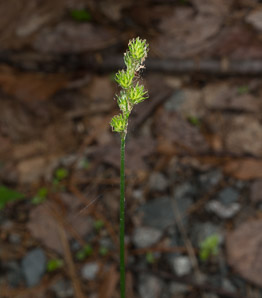 Carex normalis (greater straw sedge)