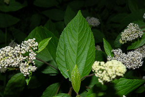 Ceanothus americanus (New Jersey tea, red root, wild snowball, mountain sweet)