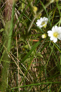 Cerastium arvense (field chickweed)