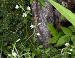 Cerastium fontanum (mouse-ear chickweed, common mouse-ear chickweed)