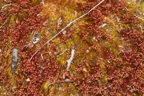 Ceratodon purpureus (fire moss, purple horn-toothed moss, ceratodon moss)