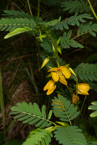 Chamaecrista nictitans (wild sensitive plant, wild sensitive-pea, sensitive partridge pea)