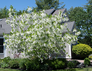 Chionanthus retusus (Chinese fringe tree)