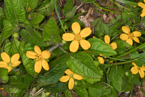 Chrysogonum virginianum (golden star, goldenstar, golden-knees, green-and-gold, green and gold)