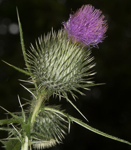 Cirsium vulgare (bull thistle)