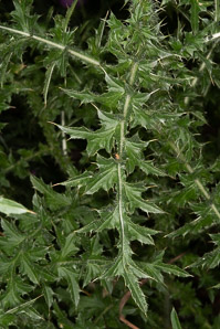 Cirsium vulgare (bull thistle)