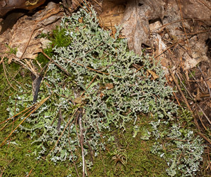 Cladonia furcata (many-forked cup lichen, cup lichen)