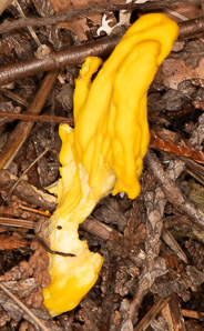 Clavulinopsis fusiformis (golden spindles)