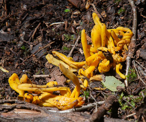 Clavulinopsis fusiformis (golden spindles)