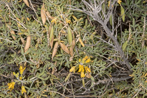 Cleome isomeris (bladderpod, Arizona bladderpod, bladderpod spiderflower)