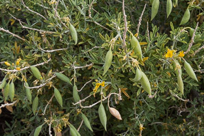 Cleome isomeris (bladderpod, Arizona bladderpod, bladderpod spiderflower)
