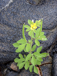 Cleome viscosa (sticky caper, tick weed, Asian spiderflower)