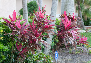 Cordyline fruticosa (ti plant, kī, lā‘ī, tiplant)