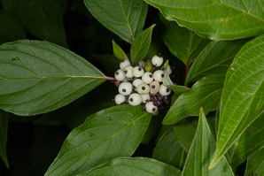 Cornus obliqua (narrowleaf dogwood, silky dogwood, swamp dogwood)