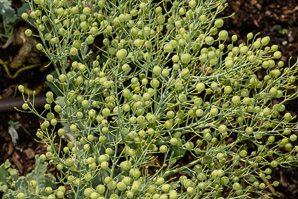 Crambe maritima (sea kale)
