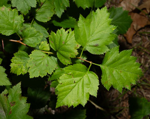 Crataegus chrysocarpa (fireberry hawthorn)