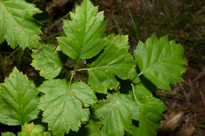 Crataegus chrysocarpa (fireberry hawthorn)