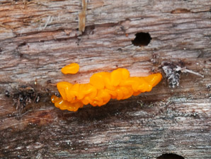 Dacrymyces cokeri (orange jelly fungus)