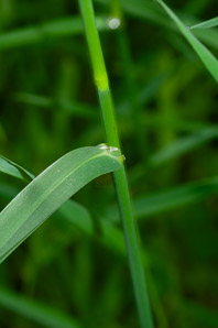 Dactylis glomerata (orchardgrass)
