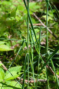 Dactylis glomerata (orchardgrass)